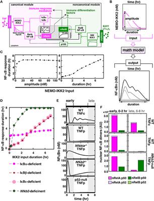 Immune Differentiation Regulator p100 Tunes NF-κB Responses to TNF